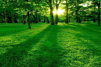 Green Nature Beautiful Wallpapers