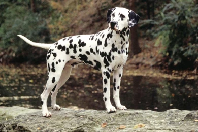 Dalmatian Wallpapers Lovely Dalmatian Dog Hd   Resimkoy