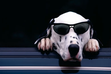 Cute Dalmatian Wallpapers 6891703   PetPictures