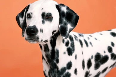 Dalmatian HD Wallpapers For Desktop   Facts & Temperament