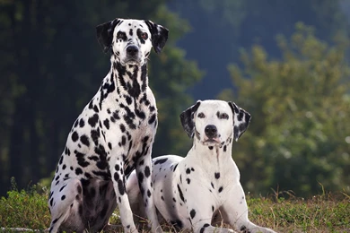 Two Dalmatian Dog Wallpapers