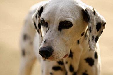 Free Wallpapers   Free Animal Wallpapers   Dalmatian Wallpapers ...