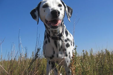 Cute Dalmatian Wallpapers