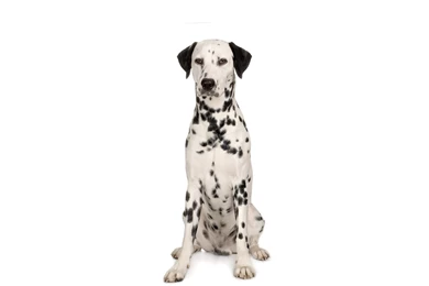 Beautiful Dalmatian Dog Wallpapers