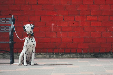 Dalmatian Dogs HD Wallpapers. 4K Wallpapers