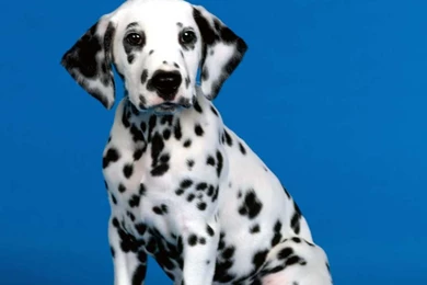 Dalmatian Wallpapers