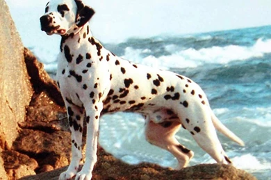 Index Of /user content/uploads/wall/o/34