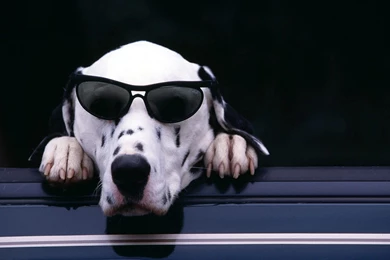 Dalmatian Backgrounds Funny Wallpapers 540x337 Dalmatian Backgrounds ...