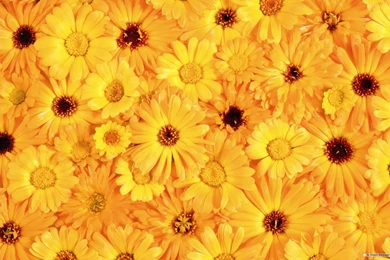 Free Wallpapers   Free Flower Wallpapers   Beautiful Flower ...