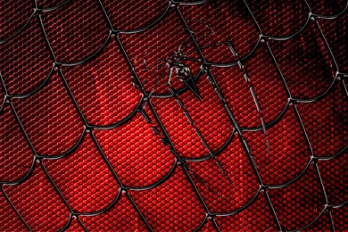 Pics, Facts, Funny Stuff About Animals & Nature Spiderman Web ...