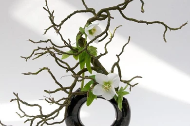 Ikebana   (