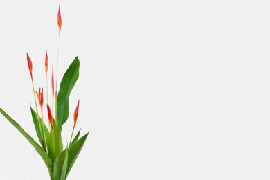 Nihonkoryu Ikebana School