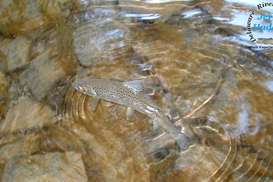 Fly Fishing Desktop Wallpapers Rising Brown Trout Desktop Wallpapers ...