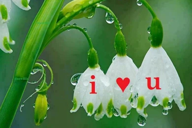 Beautiful Love Flower HD Wallpapers