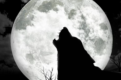 3D Wolf Full Moon Wallpapers For Backgrounds