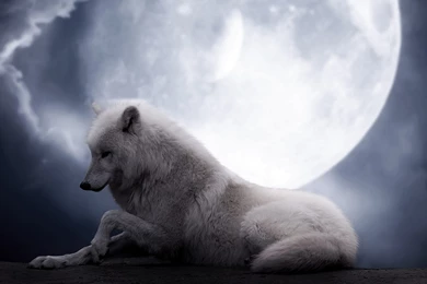 Wolf And Moon Wallpapers HD Download Of Wolf Moon