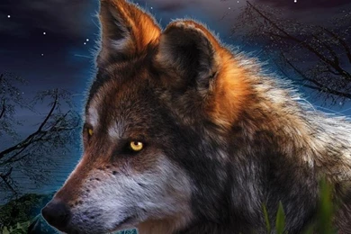 Wallpapers Wolfs Homepage Wolf Moon 2560x1440