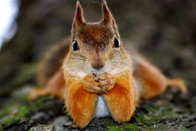 Cute Little Squirrel Cartoon HD Wallpapers