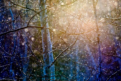 Real Snow Falling   Wallpaper.