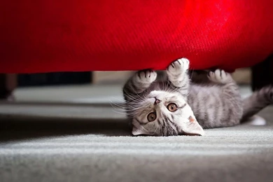 Download Cute Animal Wallpapers High Quality Resolution