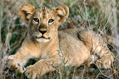 Cute Wallpaper african animals 9279666 1600 1200 1024×768 ...