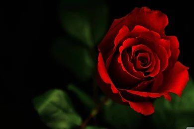ROSE HD Desktop Wallpapers : High Definition : Fullscreen : Mobile