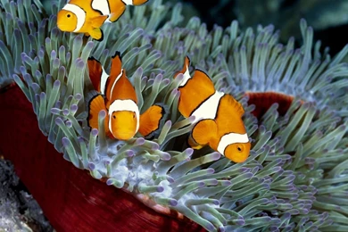 Clown Fish Wallpapers