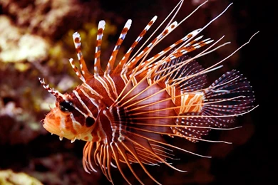 RePin Image: Clownfish On Pinterest