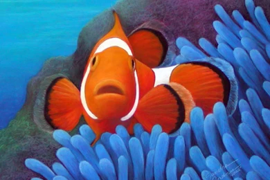 Clown Fish Wallpapers