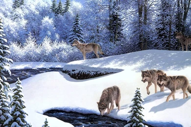 Winter Wolves Wallpapers   HD Wallpaper Backgrounds Of Your Choice
