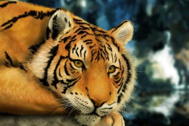 Tiger Wallpapers For Desktop