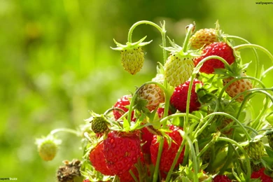 Tasty Strawberry HD Wallpapers