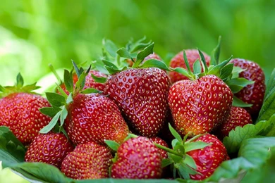 Strawberry HD Wallpaper, HD Wallpapers Downloads