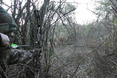 BOW HUNTING Archery Archer Bow Arrow Hunting Weapon Wallpapers ...