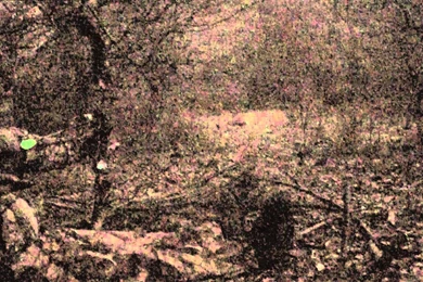 Deer Kill From The Ground Compound Bow   Bow Ninja Deer Hunting ...