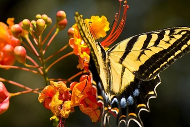 1506) Yellow Butterfly Desktop Backgrounds Wallpapers Attachment ...