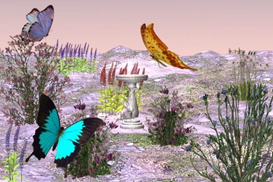 Butterfly Desktop Wallpapers