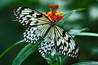Nature Butterfly Desktop Wallpapers