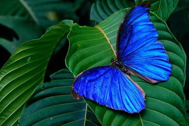Desktop Wallpapers · Gallery · Nature · Tropics Butterfly