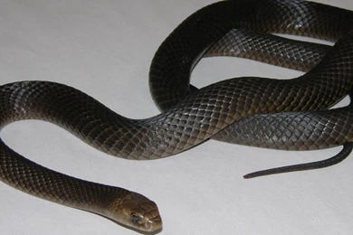 Black Mamba Snakes High Definition Wallpapers Beautiful Desktop ...