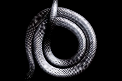 Vivid Snake Photos Come At A Cost — A Bite From A Black Mamba