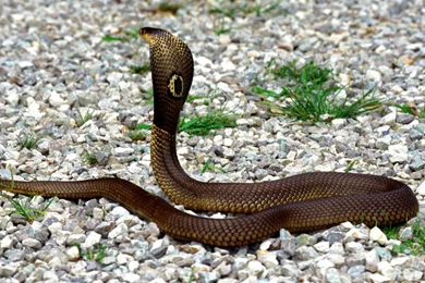 Desktop Black Mamba Snake Wallpapers Dowload