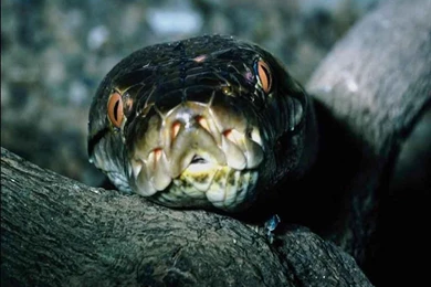 The Black Mamba Home