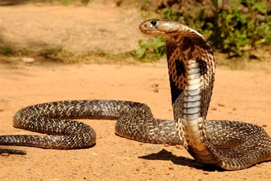 Pics Of A Snake Pictures . Image Gallery On Animal Picture Society