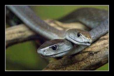 Venomous Black Mamba Snake