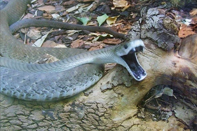 1600x1100px Black Mamba