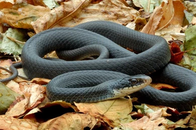 Tuesday 17th March 2015   1600x1100px Black Mamba Desktop ...