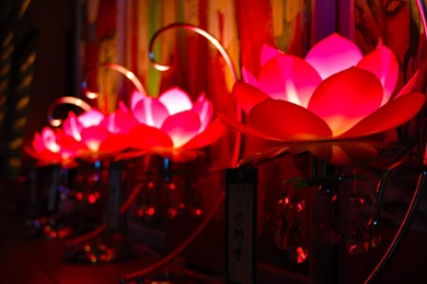 Lotus Lantern Wallpapers   (