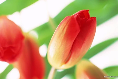 Free Wallpapers Free Flower Wallpapers Tulip 02 Wallpapers ...