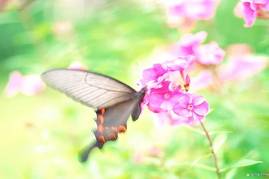 Free Wallpapers Free Flower Wallpapers Spring Flower Wallpapers ...